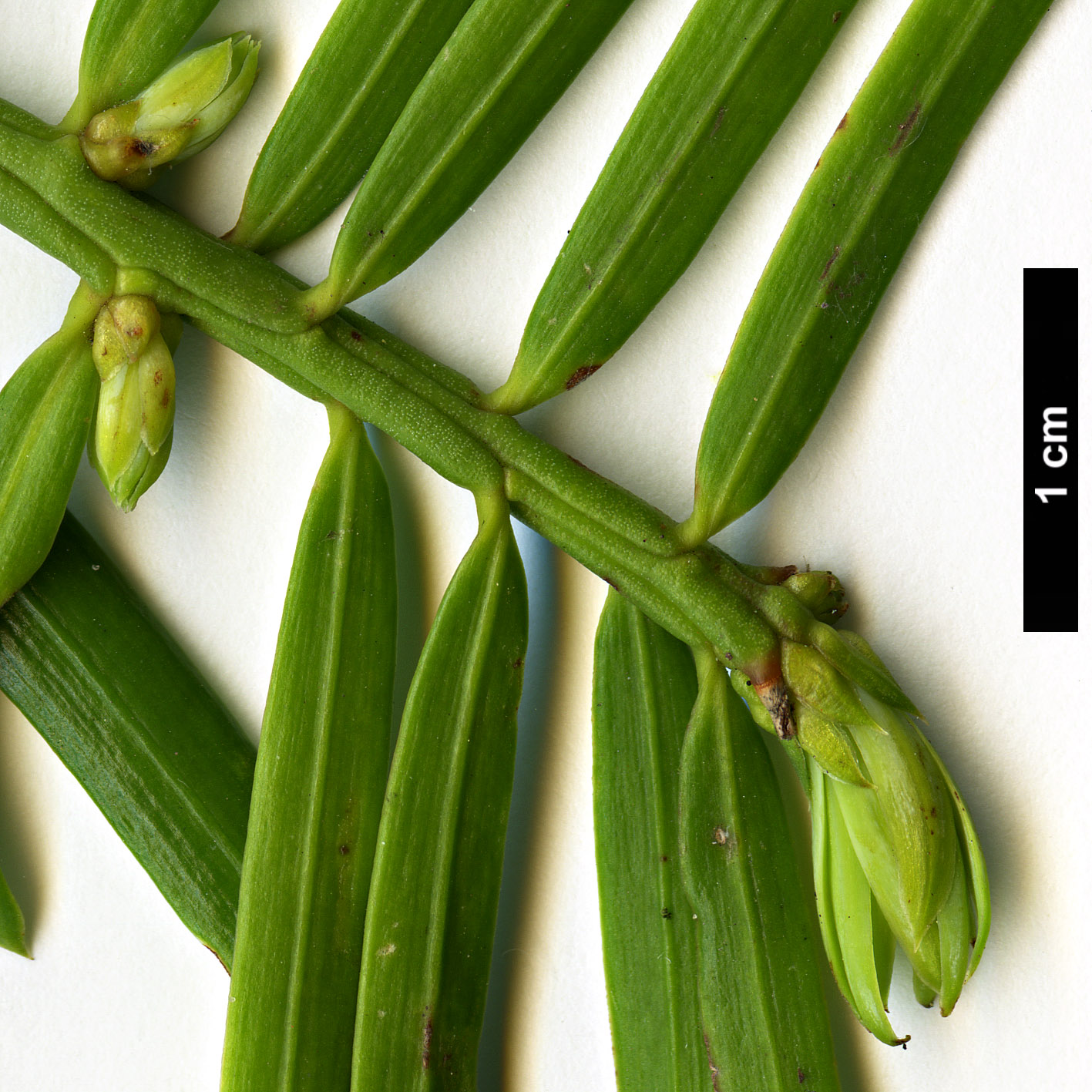 High resolution image: Family: Cephalotaxaceae - Genus: Cephalotaxus - Taxon: fortunei - SpeciesSub: 'Lions Plume'